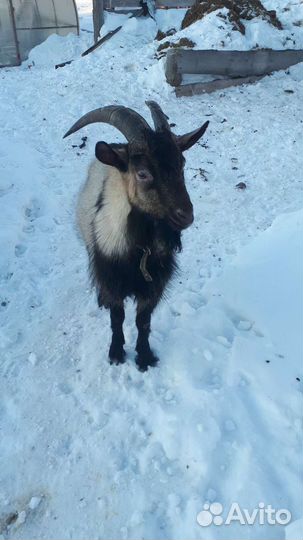 Козел альпийский