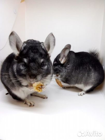 Шиншилла Стандарт XDark