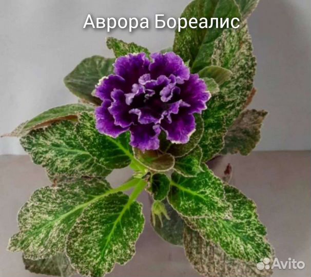 Глоксиния Аврора Бореалис