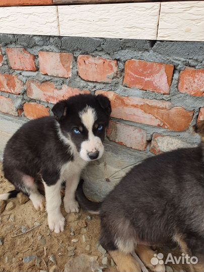 Щенки сибирской хаски