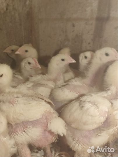 Цыплята бройлеры подрощенные