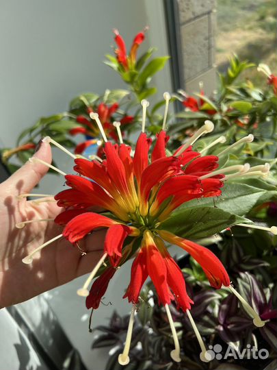 Горшечные цветы