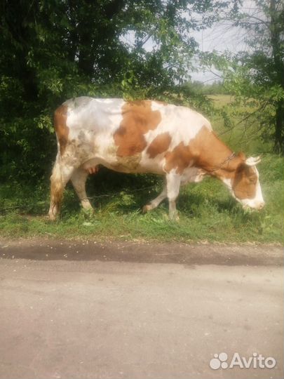 Продается корова