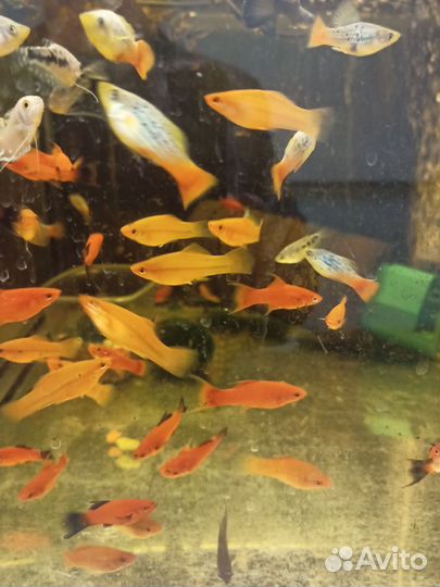 Аквариумные рыбки