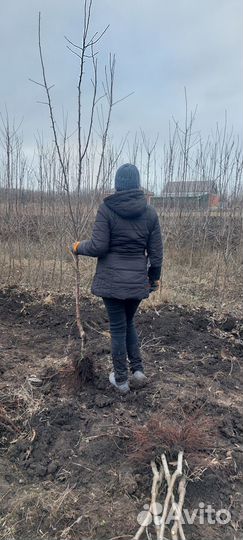 2- 3 летние плодоносящие саженцы яблони