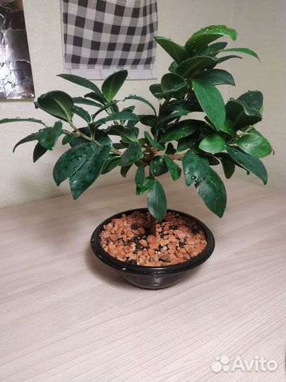 Фикус бонсай