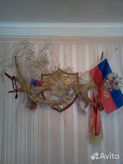 Рога сохатого