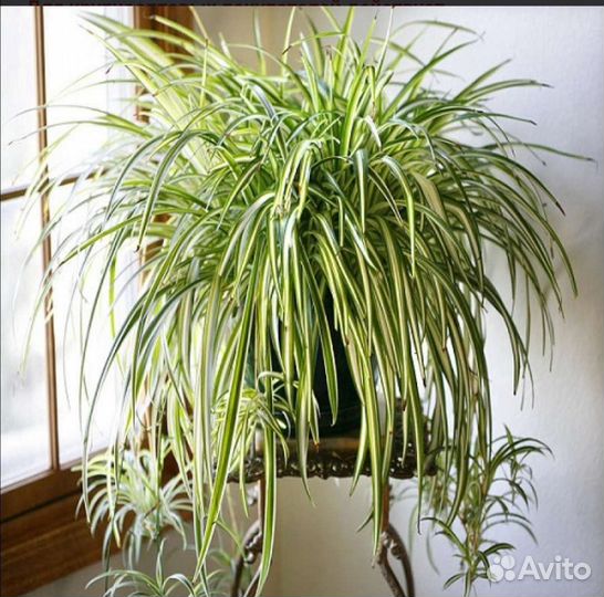 Комнатный цветок. Хлорофитум