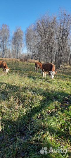Продам Быков и Телок, порода Сментал