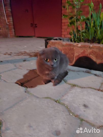 Британская вислоухая кошка