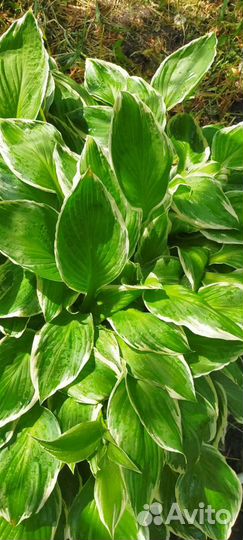 Цветы для сада