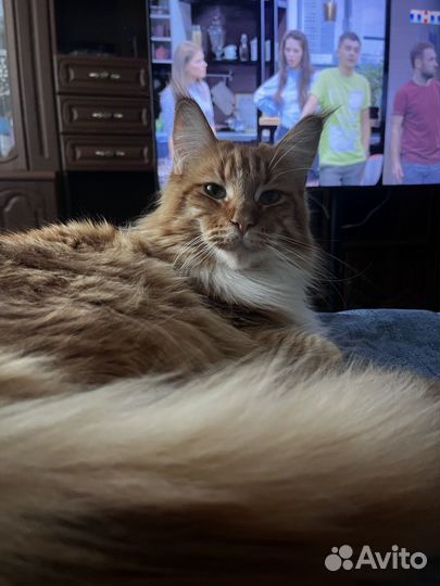 Кошки мейн-кун