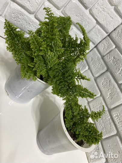 Монстера, папоротники, аспарагус