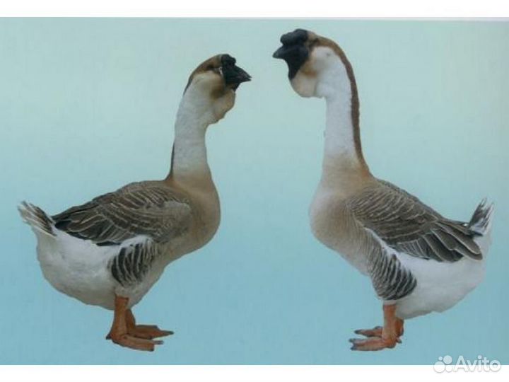 Гусята суточные