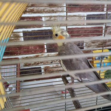 Попугай корелла с клеткой