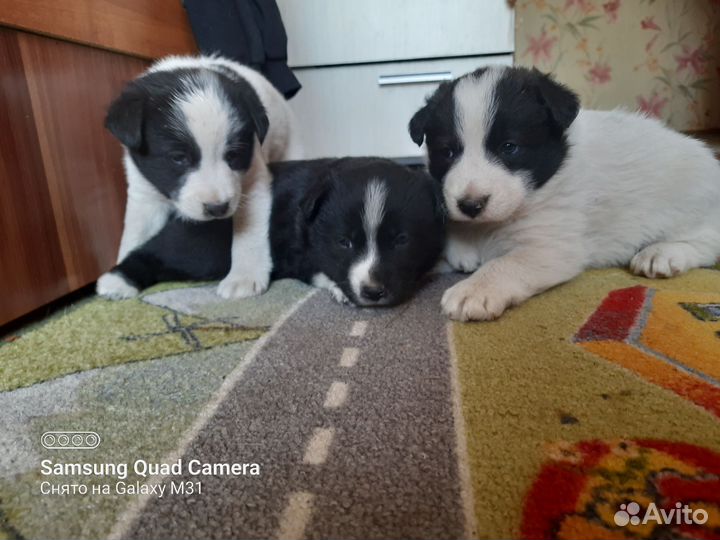 Щенки