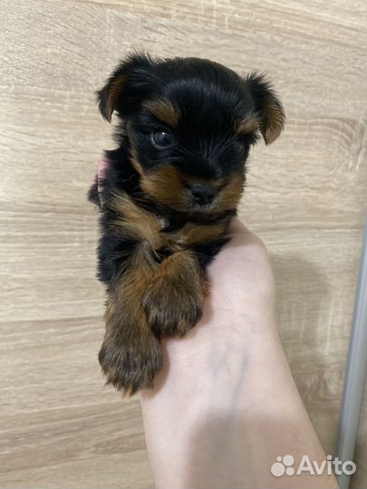 Йоркширский терьер