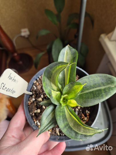 Сансевиерии Streaker