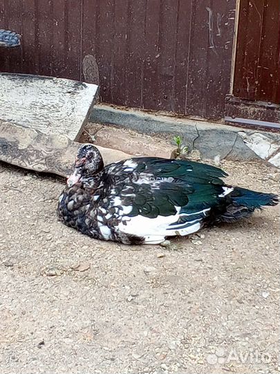 Селезень индоутки