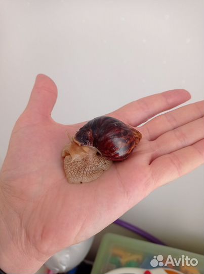 Улитки ахатины