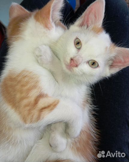 Домашние животные котята