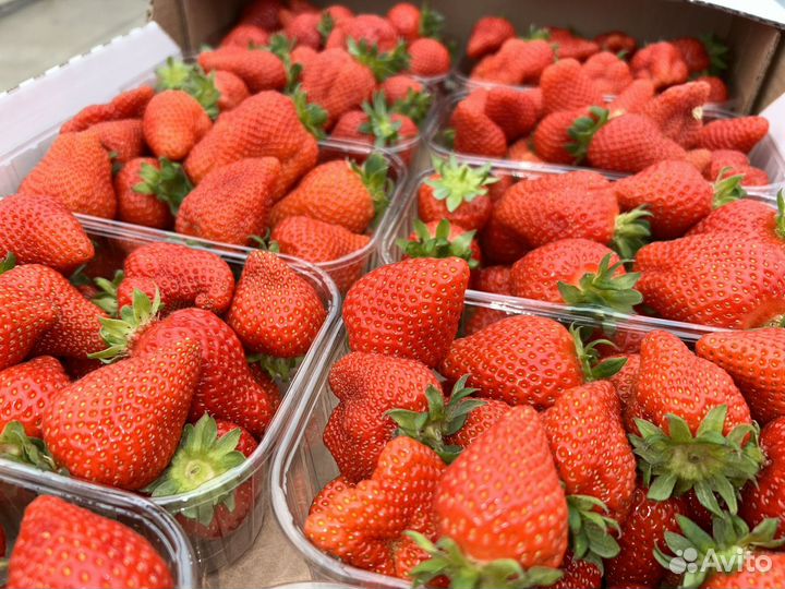 Клубника Свежая Тепличная