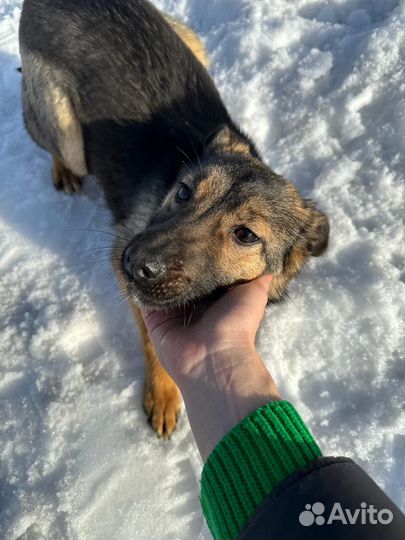 Собака в добрые руки