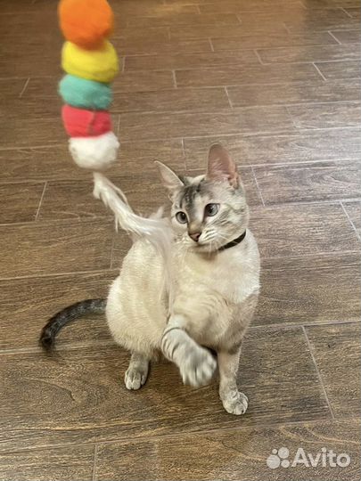 Ласковая Тайская кошка 1,5 года