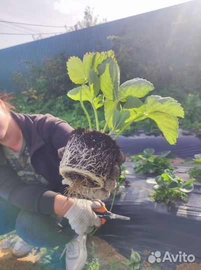 Земклуника Купчиха, земляника садовая Априка, Азия