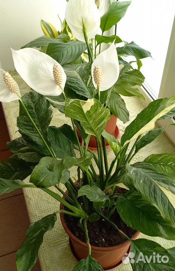 Спатифиллум детки