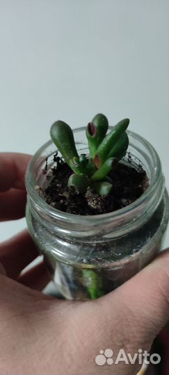 Крассула хоббит