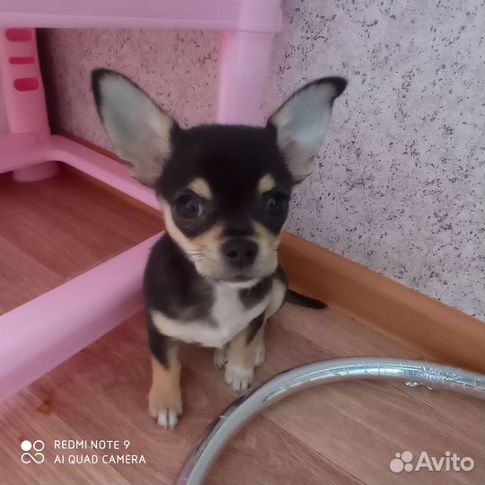 Щенки чихуахуа