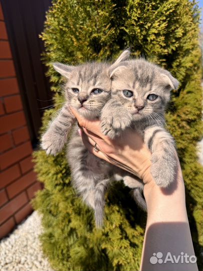 Шотландская