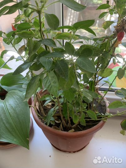 Комнатные цветы