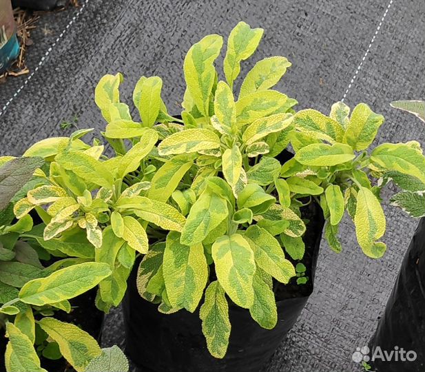 Шалфей Иссоп Лавандин Розмарин Лапчатка Сантолина