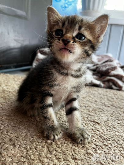 Котёнок девочка помесь