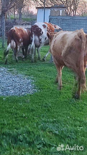 Коровы дойные молочные