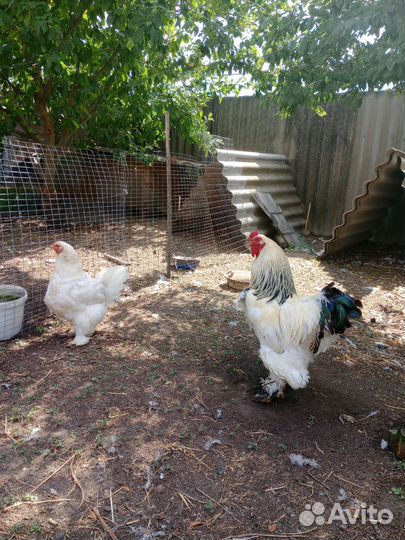 Леггорн далматинец,брама светлая