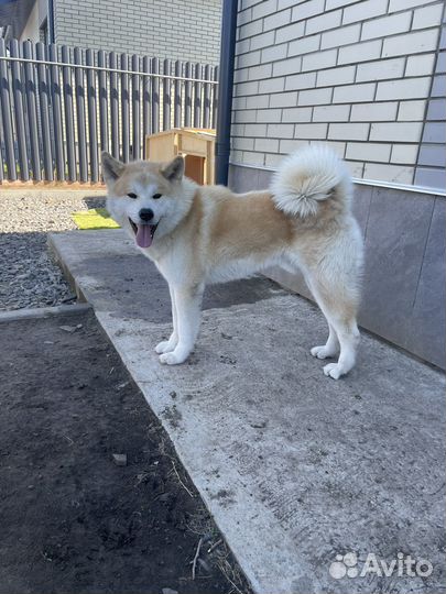 Случка собак