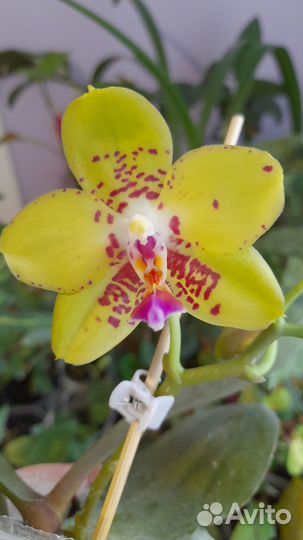 Орхидея фаленопсис