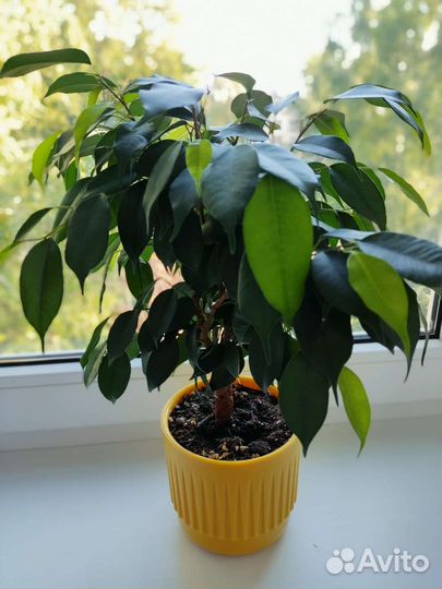 Фикус бенджамина