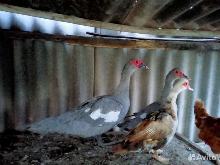 Утки шипуны