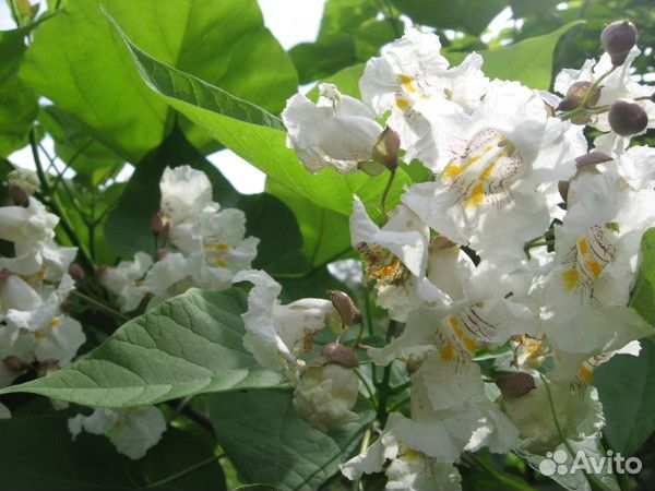 Декоративные деревья для сада