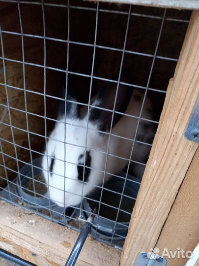 Продам кроликов