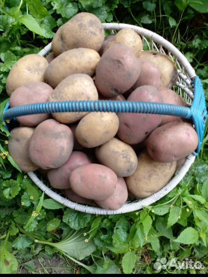 Продукты питания