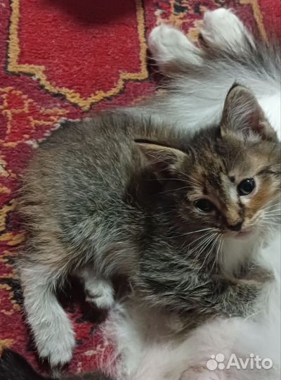 Котята отдам в добрые руки бесплатно