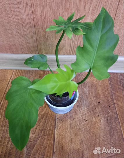 Филодендроны