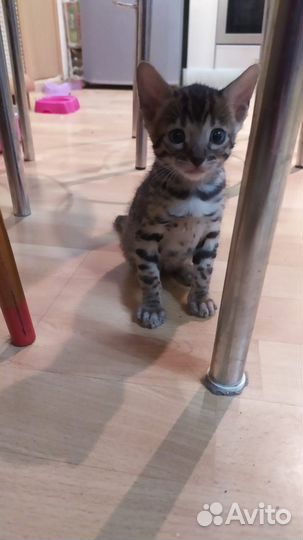 Бенгальские котята