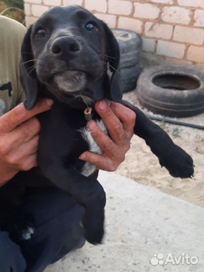 Собака в добрые руки