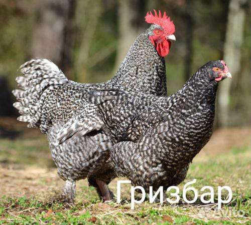 Инкубационное яйцо